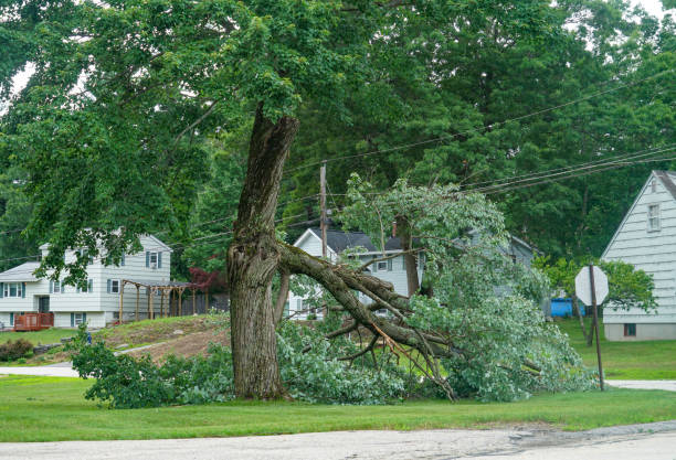 Tree Health Inspection in Wilburton, OK